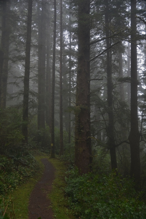 tall trees in fog
